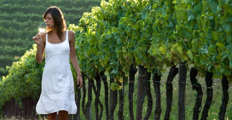 From Vienna: Half-day Countryside Wine Tour with Meal - Why the Weinviertel winery region works so well on a half-day