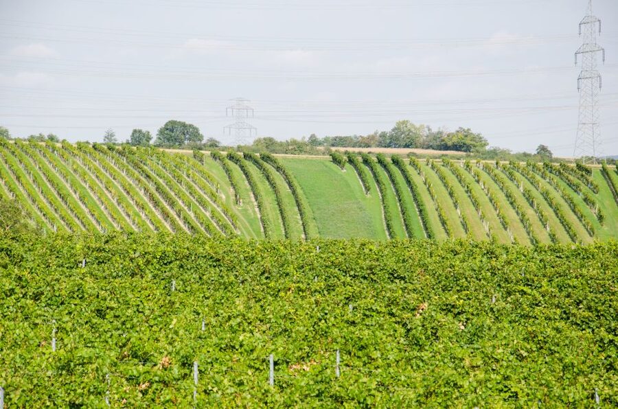 From Vienna: Half-day Countryside Wine Tour with Meal - Tips to make the most of your 4-hour wine day