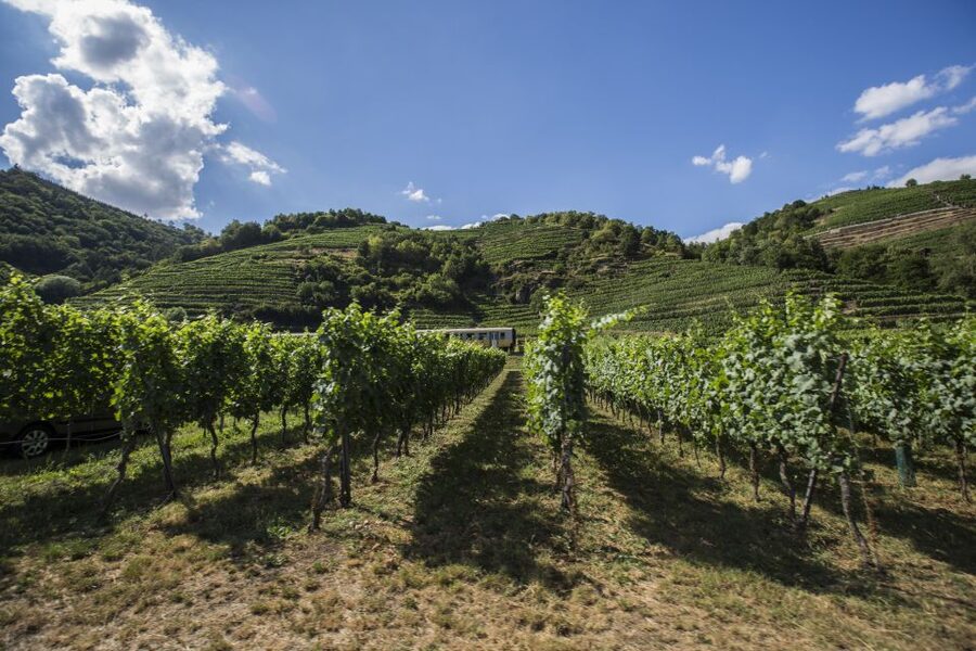 Grape Grazing: Wachau Valley Winery Biking Tour - Wachau Valley by bike, not by checklist