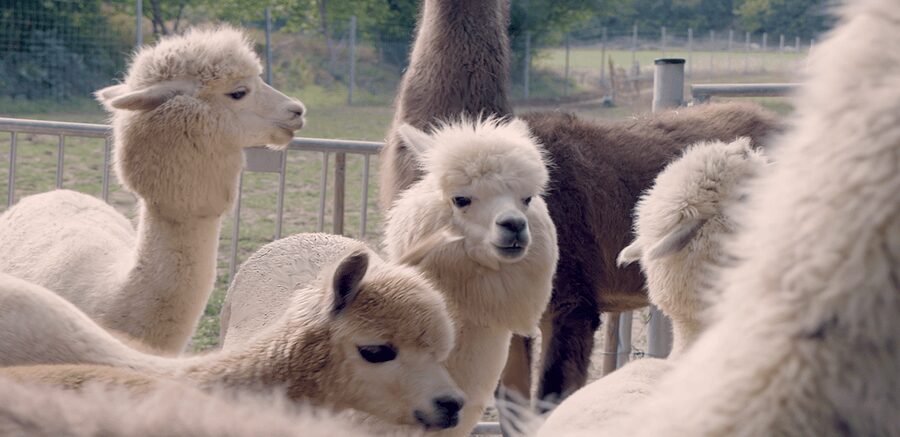 Mödling/Vienna: Scenic Guided Hike with Alpacas and Llamas - Key highlights to know before you go
