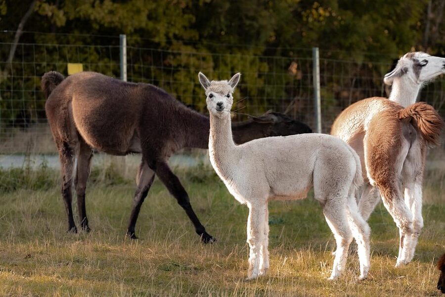 Mödling/Vienna: Scenic Guided Hike with Alpacas and Llamas - Your alpaca or llama companion: how the walk really works