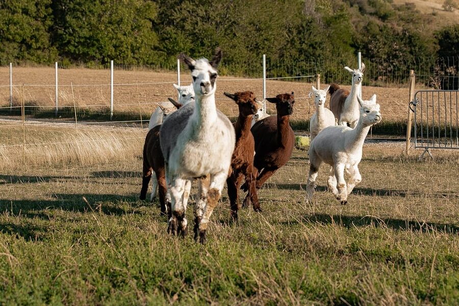 Mödling/Vienna: Scenic Guided Hike with Alpacas and Llamas - Souvenirs and the llama license-style certificate