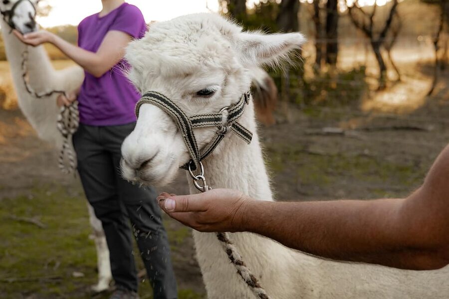Mödling/Vienna: Scenic Guided Hike with Alpacas and Llamas - Who should book this hike, and who should pass