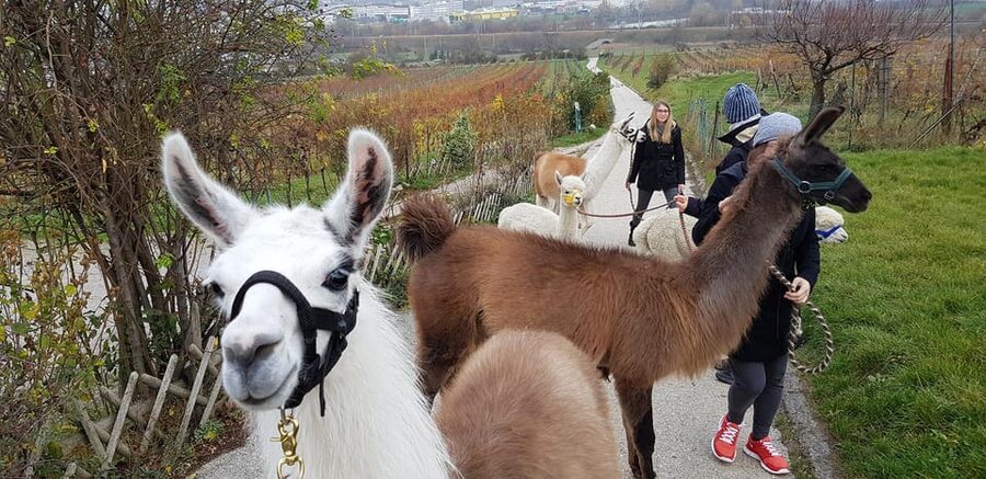 Mödling/Vienna: Scenic Guided Hike with Alpacas and Llamas - Meeting at the farm: the moment you choose your walking partner