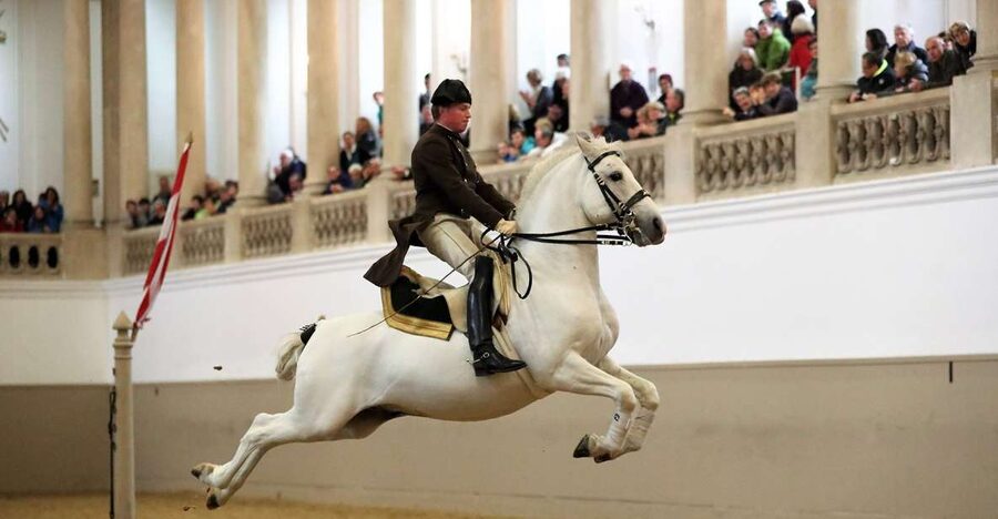 Performance Of The Lipizzans At Spanish Riding School - Why the Lipizzans performance feels more like a ritual than a show