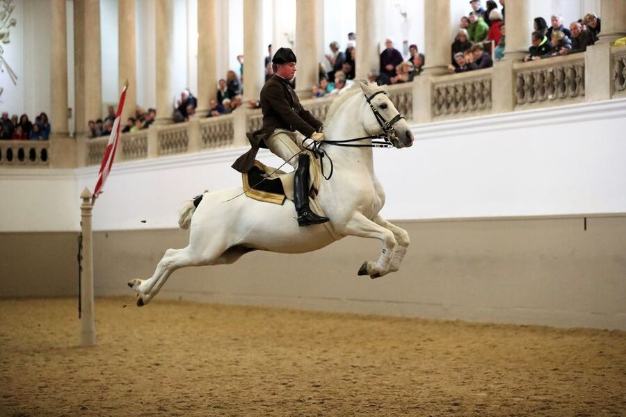 Performance Of The Lipizzans At Spanish Riding School - The Lipizzans and the Haute Ecole tradition in plain terms