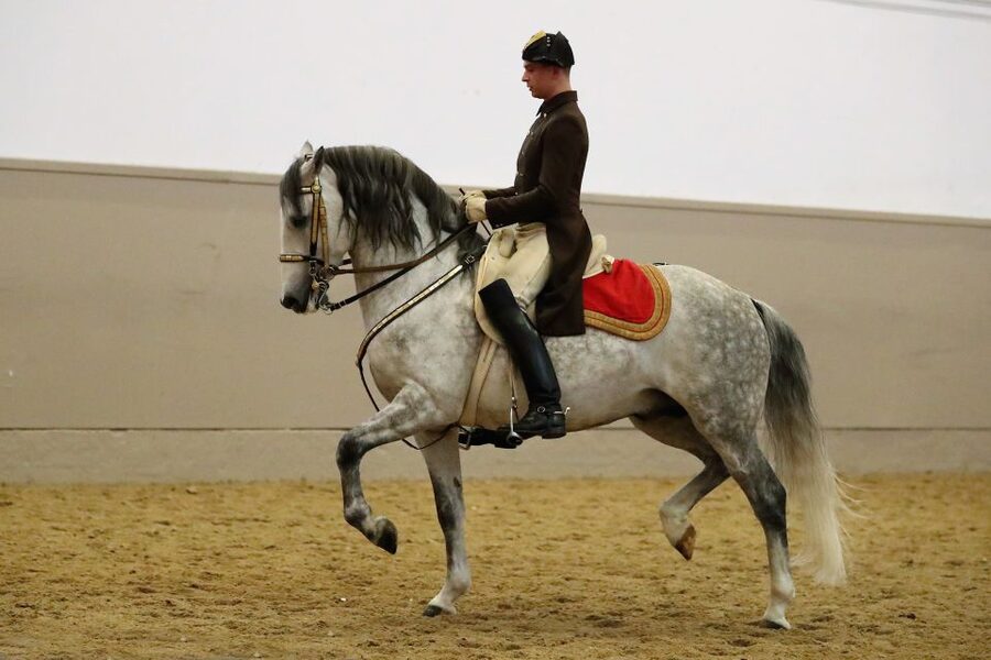 Performance Of The Lipizzans At Spanish Riding School - Choosing the right show length: Gala, Standard, or Tribute to Vienna