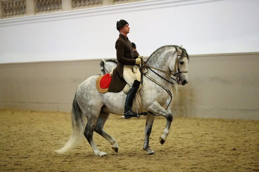 Performance Of The Lipizzans At Spanish Riding School - Inside Hofburg’s Winter Riding School: baroque grandeur in motion
