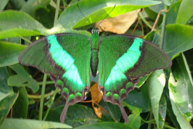 Schmetterlinghaus - Imperial Butterfly House Vienna Admission Ticket - Schmetterlinghaus in the Hofburg zone: where you go in Vienna