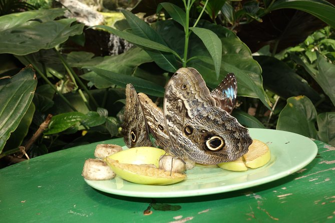 Schmetterlinghaus - Imperial Butterfly House Vienna Admission Ticket - Price and booking value: prebook vs door ticket reality