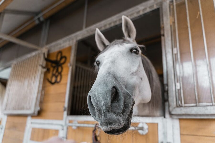 Vienna: Secrets of the Fiaker & Horse-Drawn Carriage Ride - Should You Book? My Decision Guide