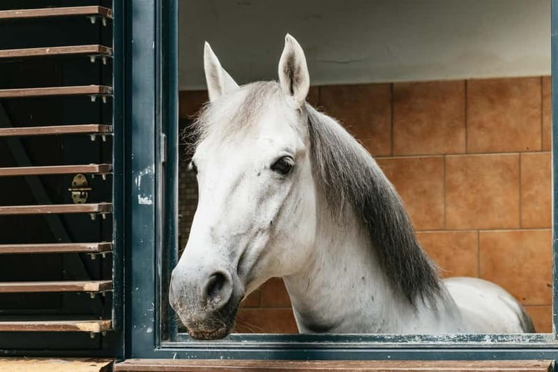 Vienna: Spanish Riding School Guided Architectural Tour - Stables first: what you’ll see in the Lipizzaner area