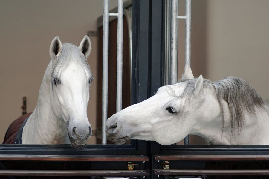 Vienna Spanish Riding School Guided Tour - Price and Time: Is $28 Worth It for 55 Minutes?