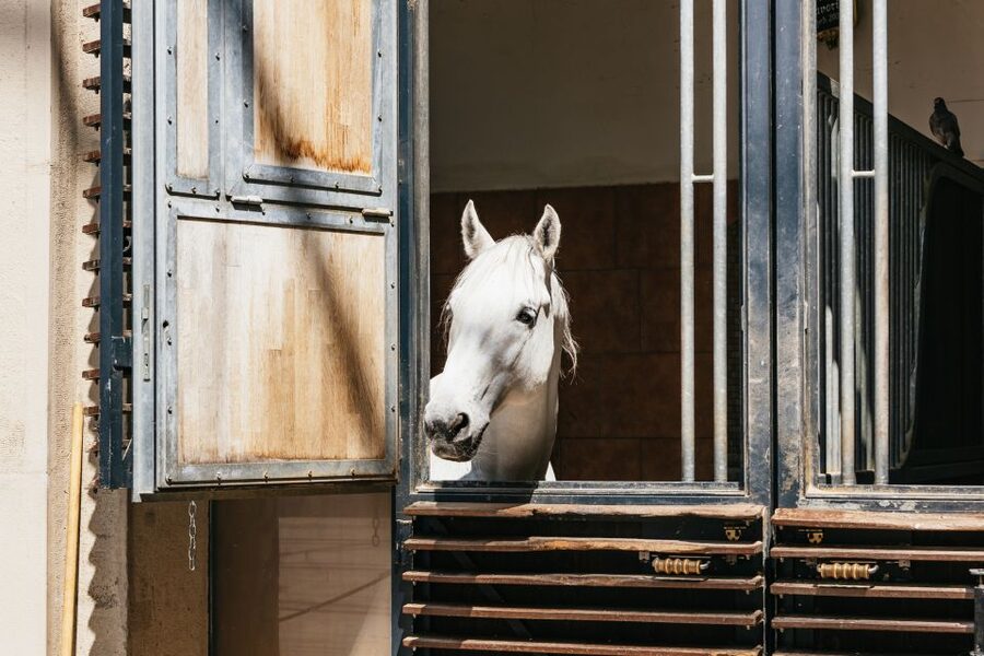 Vienna Spanish Riding School Guided Tour - Stallburg: Renaissance Architecture and the Lipizzaner Stables